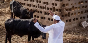 President Buhari Hopes To Retire To His Cattle Farm In 2023
