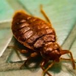 How to Get Rid of Bed Bug In a Nigerian Home